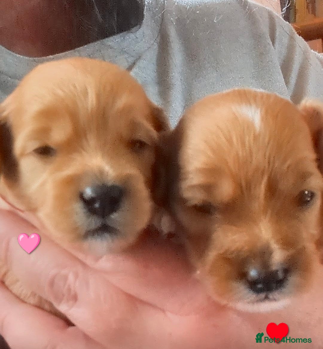 Cavapoo dogs Beautiful Cavapoo Puppies – Ready Soon 🐾 4💙 2🩷 - Advert 12