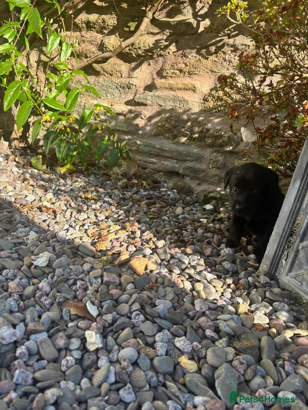 Labrador Retriever dogs for sale: Labrador puppies looking for their new home - Advert 14