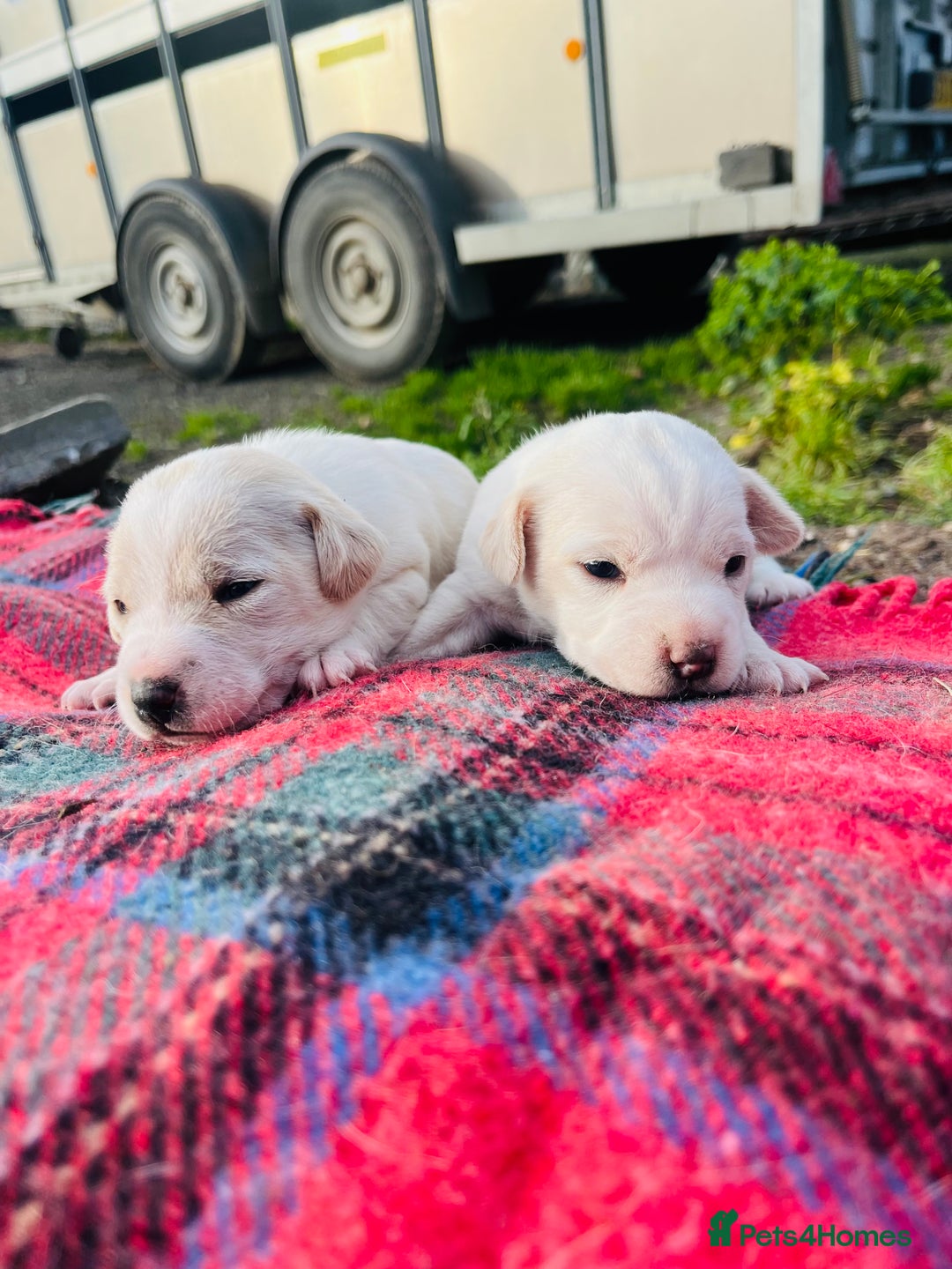 Jack Russell dogs for sale: DOCKED Beautiful White & Tri coloured Girls  - Advert 6