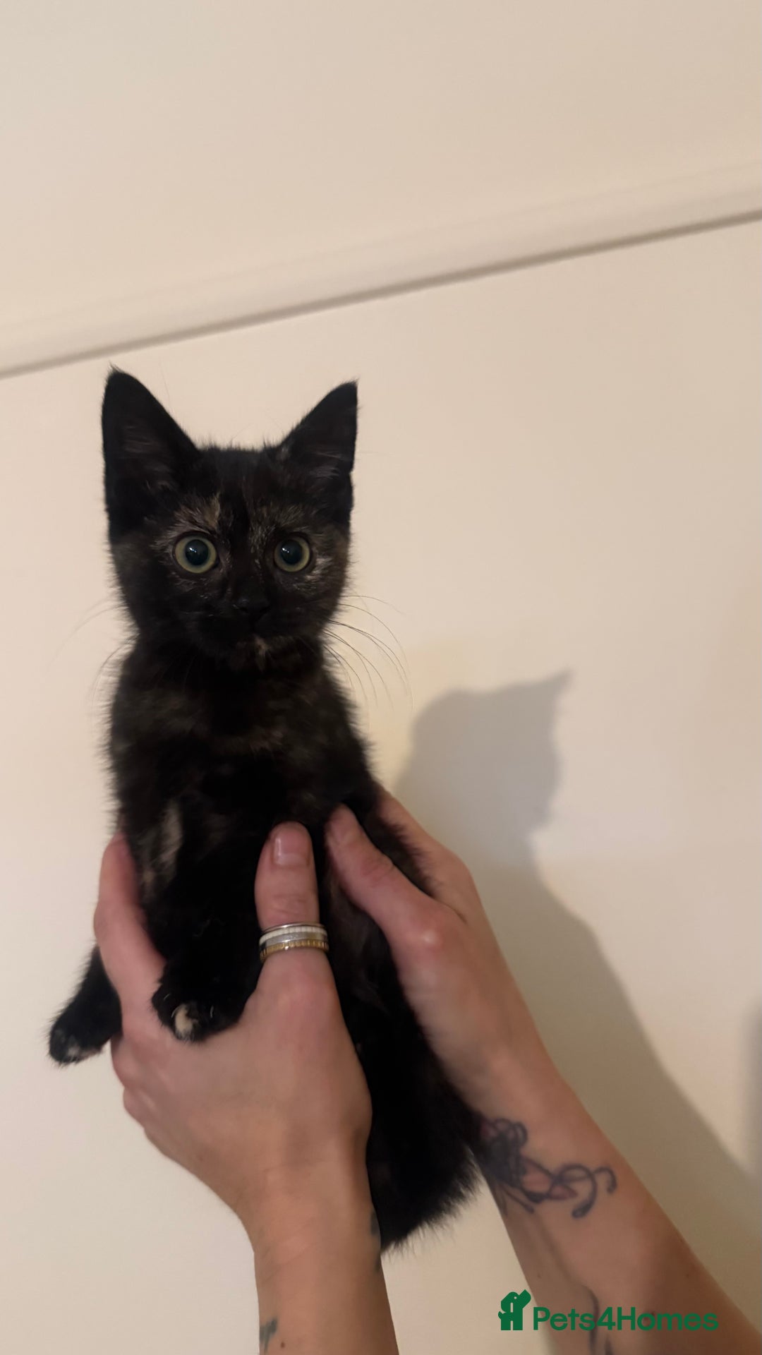 Domestic Shorthair cats for sale: Lovely kitten ready for forever home  - Advert 8
