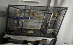 Cockatiels birds for sale: Male&female cockatiel for sale - Image 19