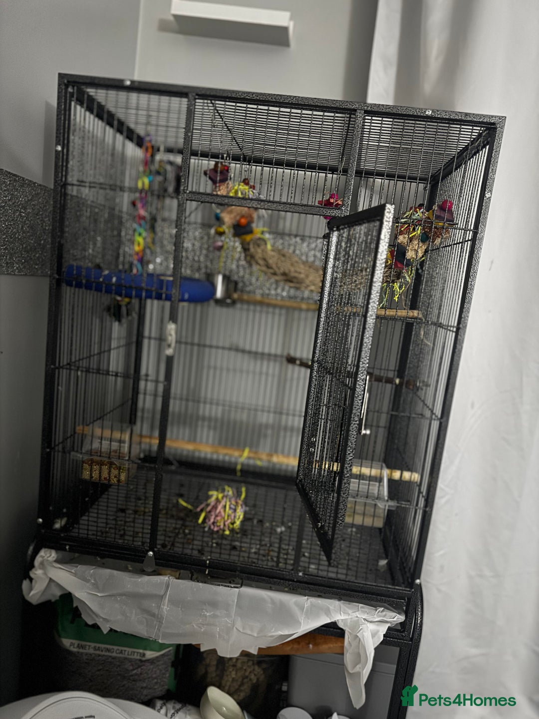 Cockatiels birds for sale: Male&female cockatiel for sale - Image 19