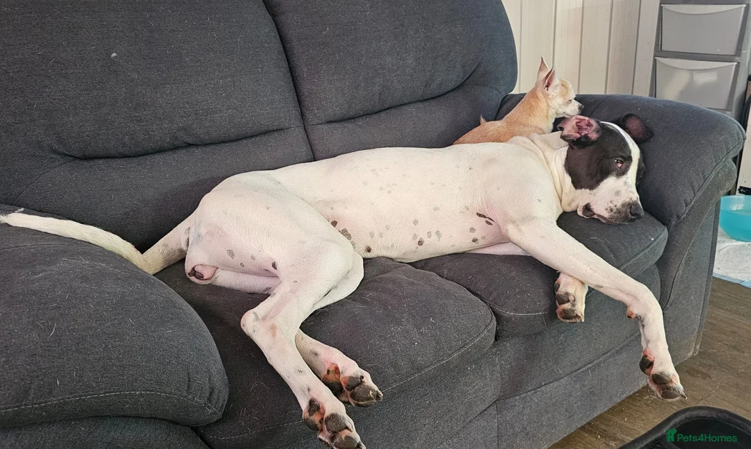 Mastiff dogs for sale: Female Indian Mastiff in South Queensferry - Advert 5