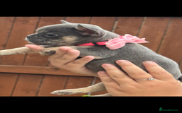 French Bulldog dogs for sale: Beautiful fluffy/ fluffy carrier Frenchie pups  - Image 18