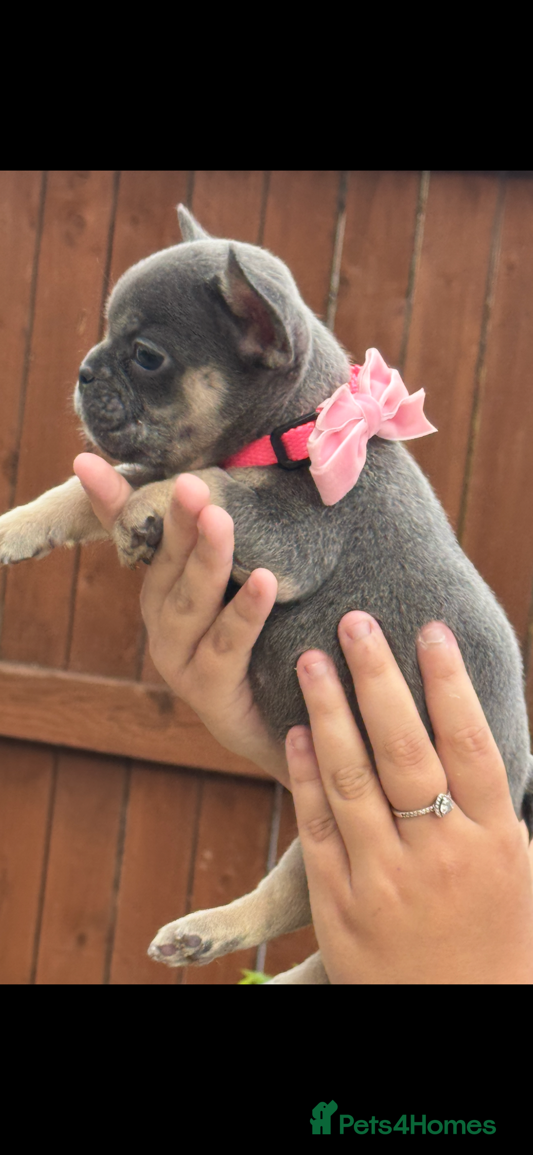 French Bulldog dogs for sale: Beautiful fluffy/ fluffy carrier Frenchie pups  - Image 18