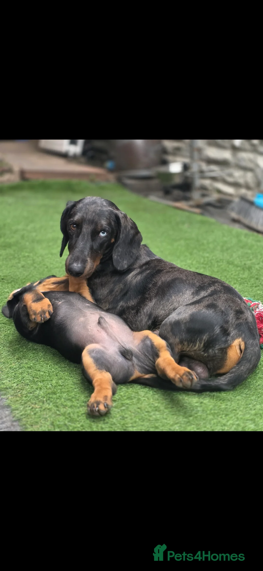 Dachshund dogs for stud: Stunning male in Kenilworth - Advert 4