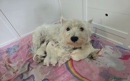 West Highland Terrier dogs for sale: West Highland Terrier's, Good pedigree  - Image 5