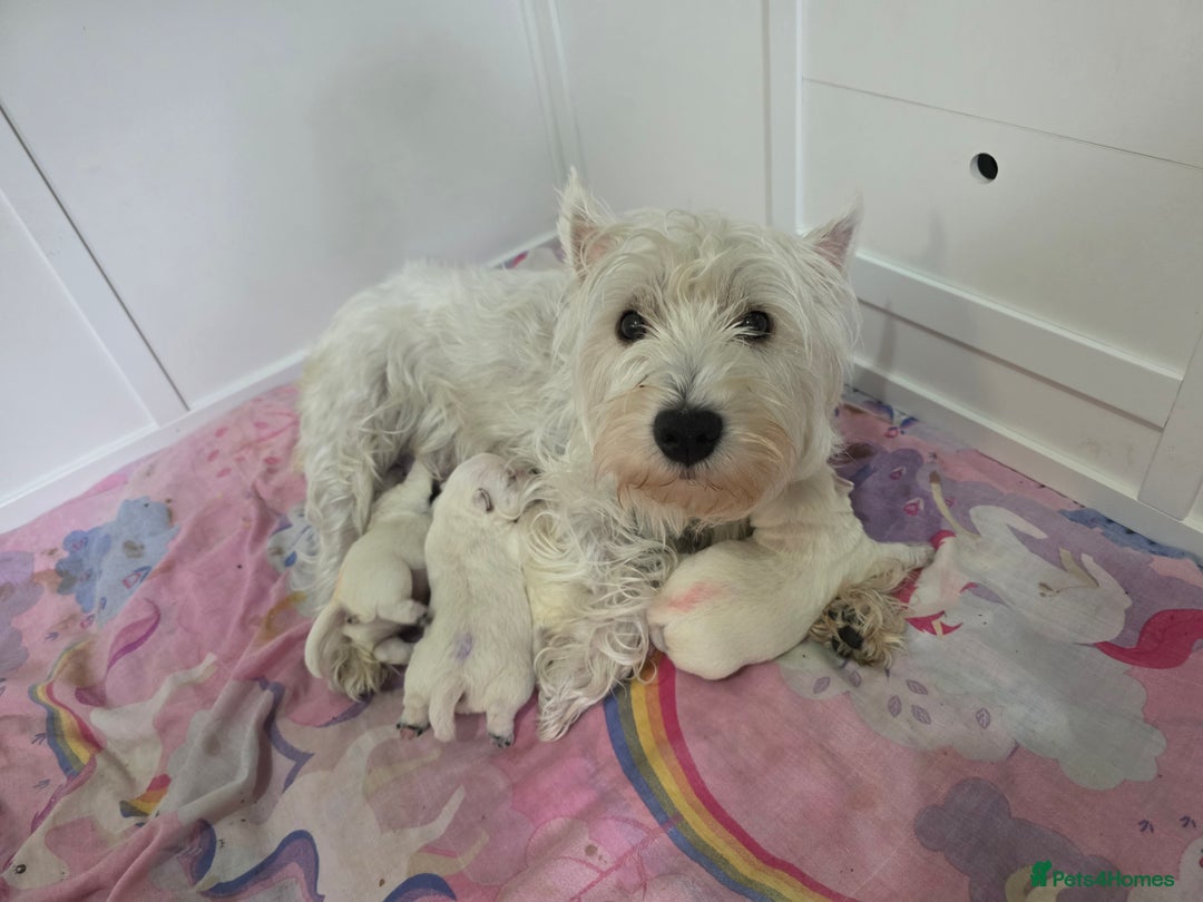West Highland Terrier dogs for sale: West Highland Terrier's, Good pedigree  - Image 5