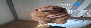 Cockapoo 1