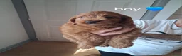 Cockapoo dogs for sale: Red Cockerpoo puppies  - Advert 15