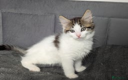 Maine Coon cats for sale: Maine coon X Ragdoll kittens - Image 2