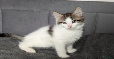 Maine Coon cats - Advert 4