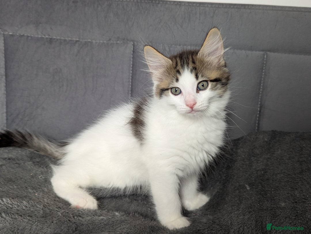 Maine Coon cats for sale: Maine coon X Ragdoll kittens - Image 2