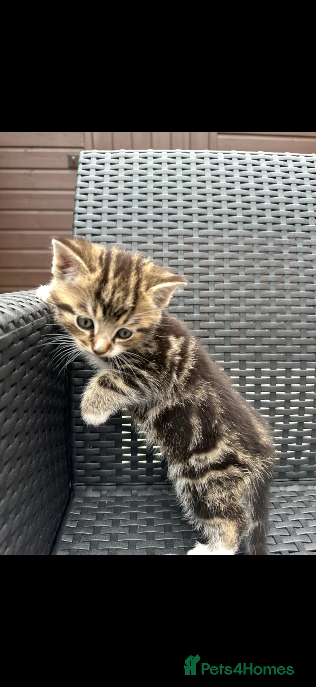 Mixed Breed cats for sale: 4 beautiful kittens  - Advert 7