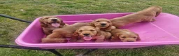 Cocker Spaniel dogs for sale: Golden Show type Cocker Spaniel puppies - Advert 8