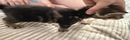 Mixed Breed cats for sale: Beautiful kittens of marble and striped colors - Advert 7