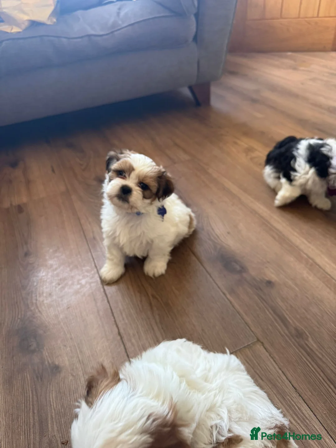Shih Tzu dogs for sale: Shih tzu puppies ready for their forever home  - Advert 2