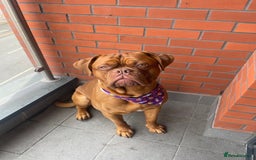 Dogue De Bordeaux dogs for stud: STUNNING DOGUE DE BORDEAUX STUD AVAILABLE - Image 3