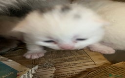 Mixed Breed cats for sale: 5 beautifull short hair. Kitten  - Image 11