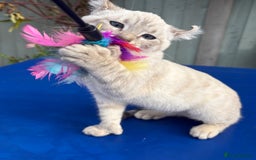 Bengal cats for sale: Gob smacking rare kittens  - Image 11