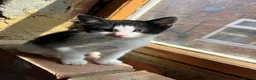 Mixed Breed cats for sale: Kittens ready for collection ASAP - Advert 3
