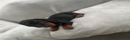 Miniature Dachshund dogs for sale: Dachshund boys in Coventry - Advert 3
