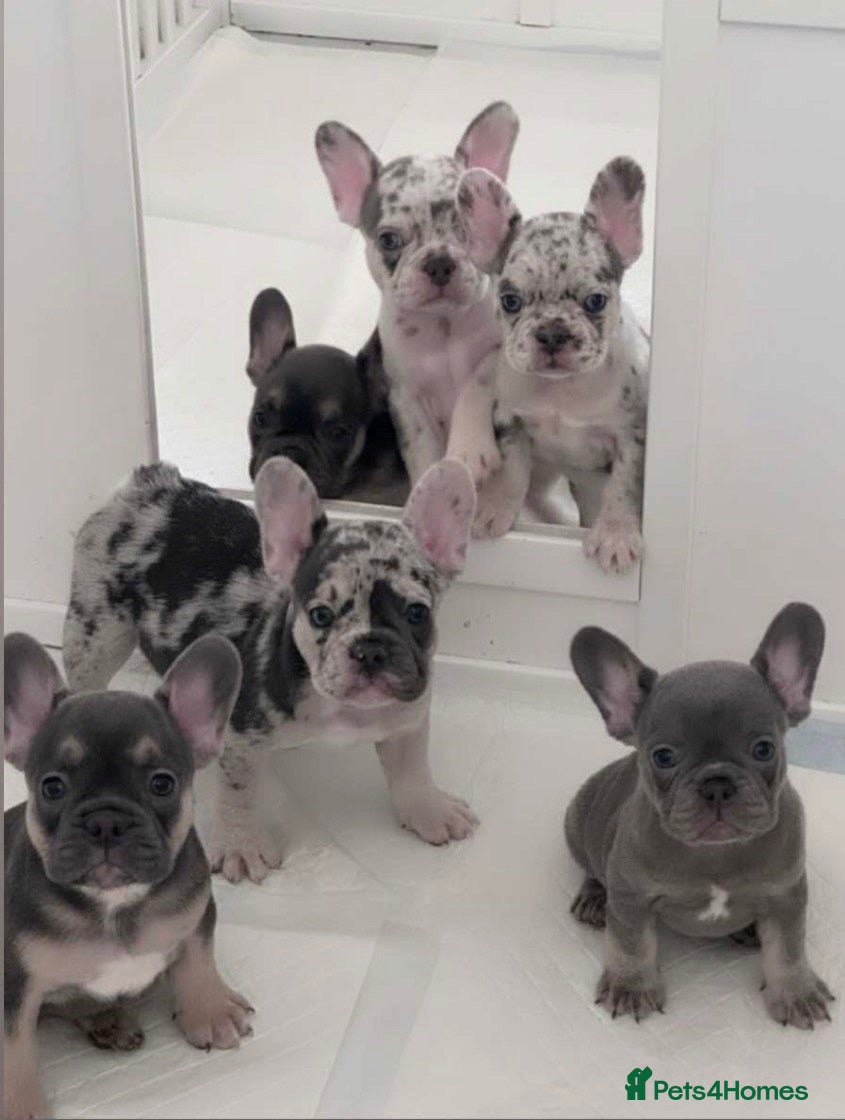 French Bulldog dogs  French Bulldog Puppies READY NOW  - Advert 1