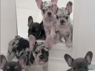 French Bulldog dogs French Bulldog Puppies READY NOW - Advert 1