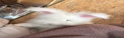 Mini Lop rabbits for sale: Angora & Mini Lops SOON start of July - Advert 2