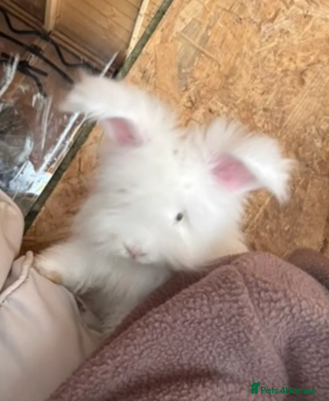 Mini Lop rabbits for sale: Angora & Mini Lops SOON start of July - Advert 2