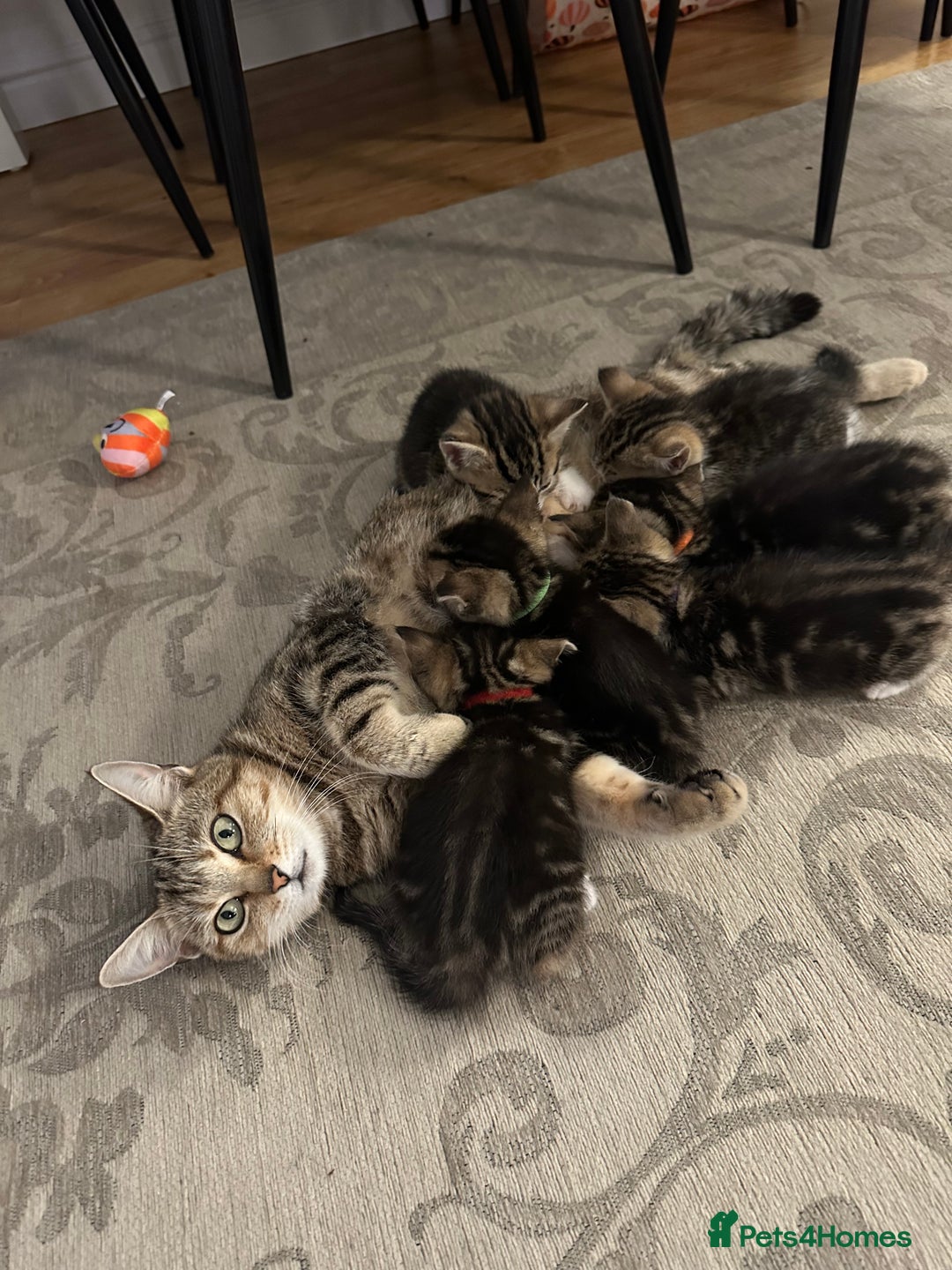 Mixed Breed cats for sale: Beautiful Tabby Kittens For Sale  - Image 23