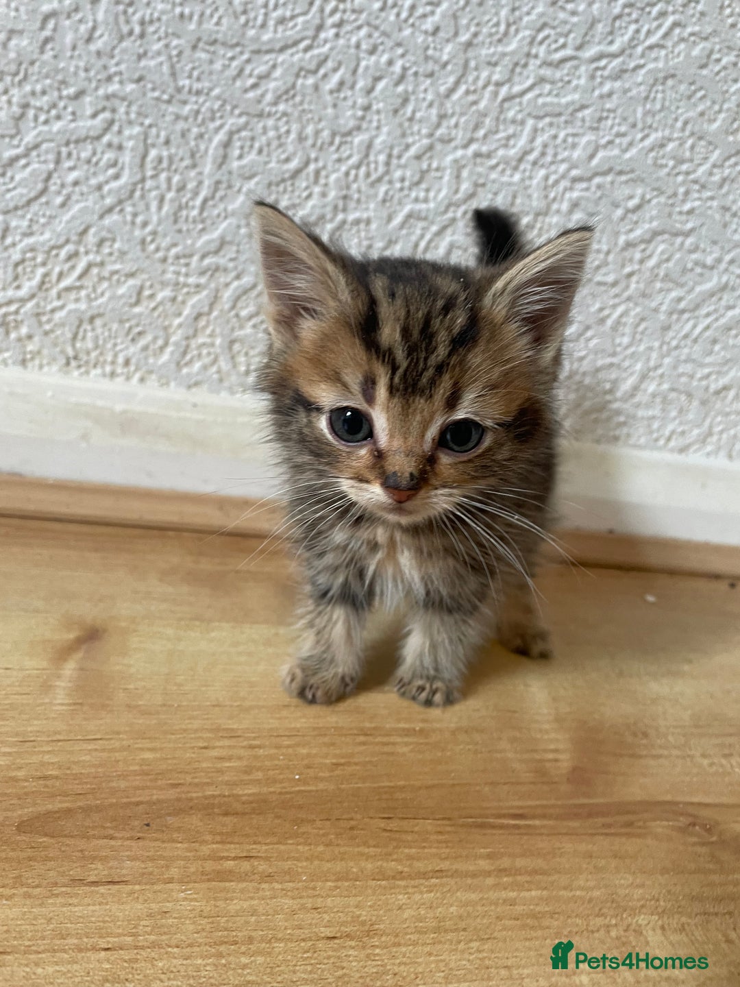 Domestic Shorthair cats for sale: 2 cute boy kittens looking for a forever home - Advert 5