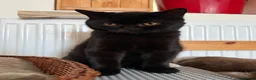British Shorthair cats for sale: Gccf reg. British Shorthair Lilacs,Black - Advert 25