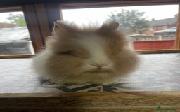 Lionhead rabbits for sale: Baby Lionhead Male Looking For New Home - Image 12