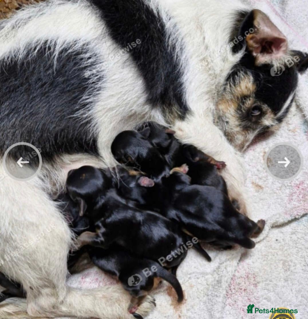 Mixed Breed dogs Jack russell x yorkshire terrier  - Advert 7