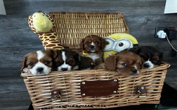 Cavalier King Charles Spaniel dogs for sale: 5 beautiful cavalier King Charles spaniel puppies - Image 1
