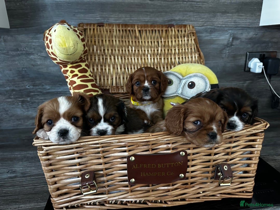 Cavalier King Charles Spaniel dogs for sale: 5 beautiful cavalier King Charles spaniel puppies - Image 1