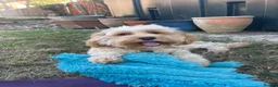 Cavapoo dogs for stud: F1B Cavapoo Stud Dog🐾 - Advert 6