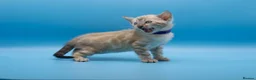 Bengal cats for sale: Snow Lynx Bengal Kittens–Available for Reservation - Advert 11