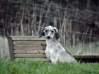 Saluki dogs ✨Pure Persian Saluki, Country Of Origin Saluki✨ - Advert 1