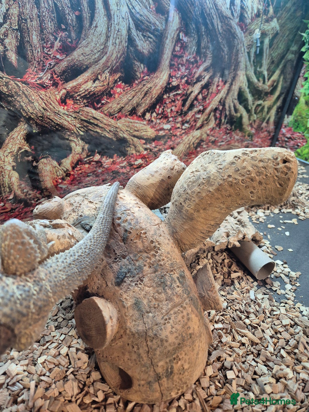 Bearded Dragon reptiles for sale: Very friendly male beardie seeks new home - Advert 2