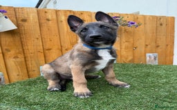 Belgian Shepherd Dog dogs for sale: Belgian Malinois puppies🐾 - Image 26