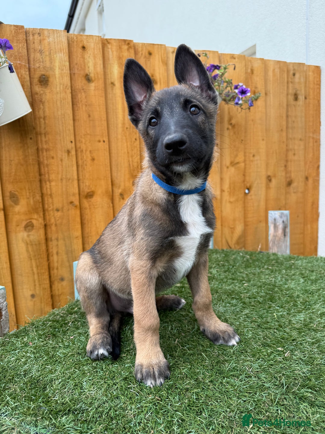 Belgian Shepherd Dog dogs for sale: Belgian Malinois puppies🐾 - Image 26