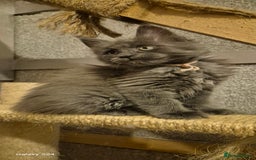 Maine Coon cats for sale: Maine Coon kittens Glasgow  - Image 11