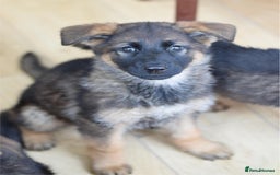 German Shepherd dogs for sale: German Shepherd Puppies - Image 8