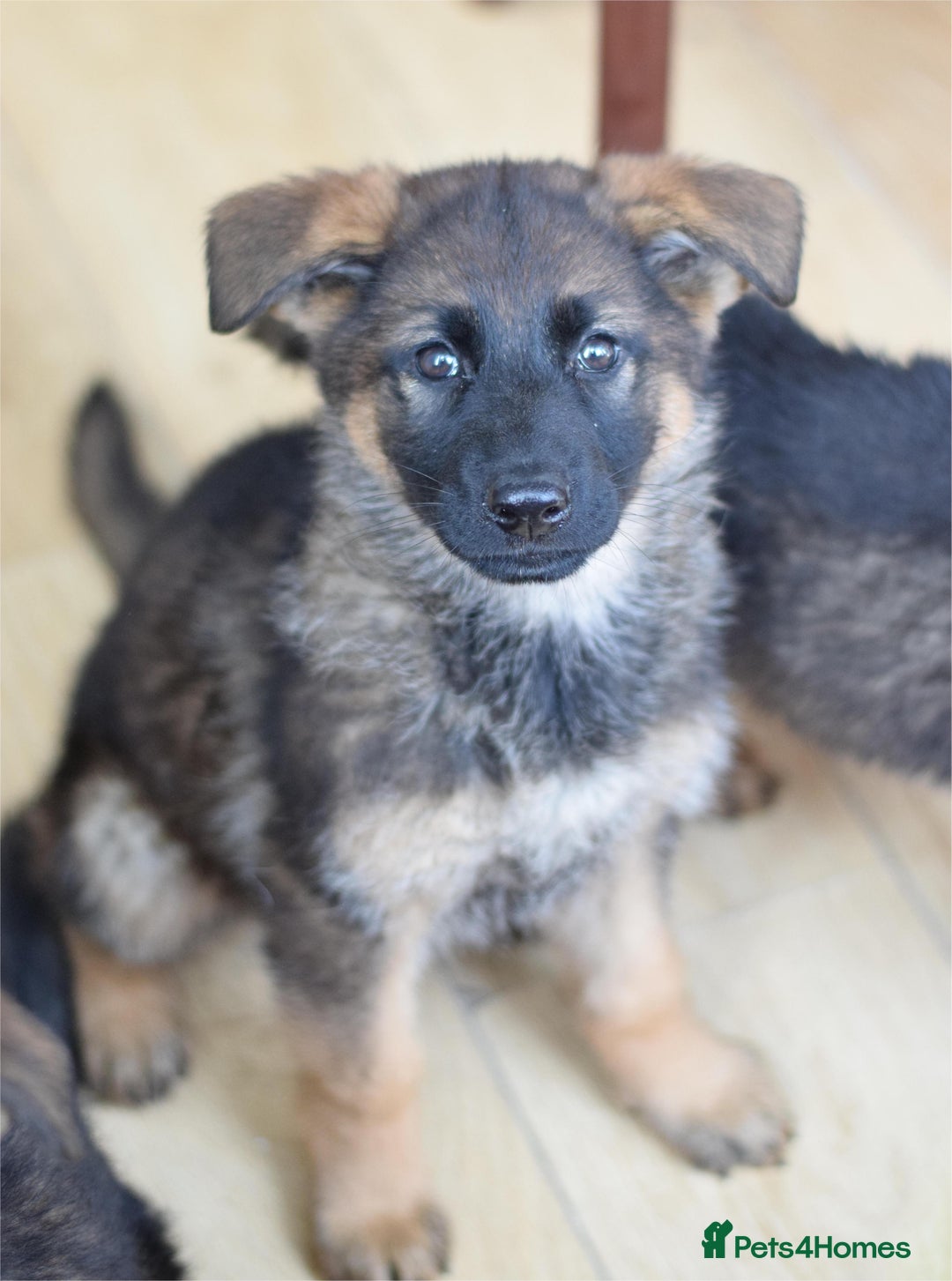 German Shepherd dogs for sale: German Shepherd Puppies - Image 8
