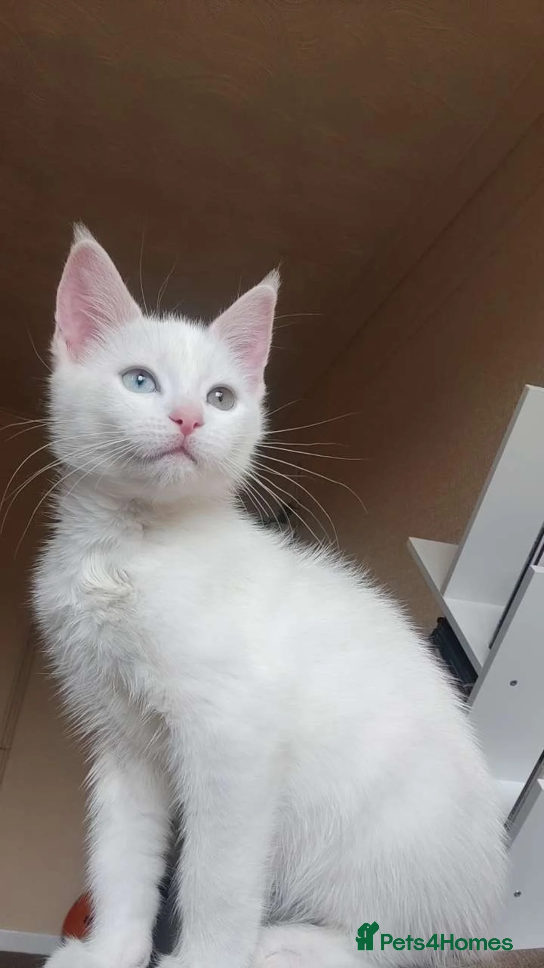 Khao Manee cats for stud: PURE WHITE KHAO MANEE WITH HETEROCHROMIA EYES - Advert 2