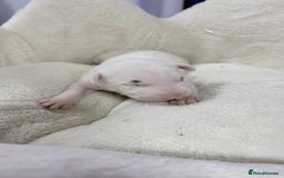English Bull Terrier dogs for sale: Gorgeous English BullTerrier - Image 3