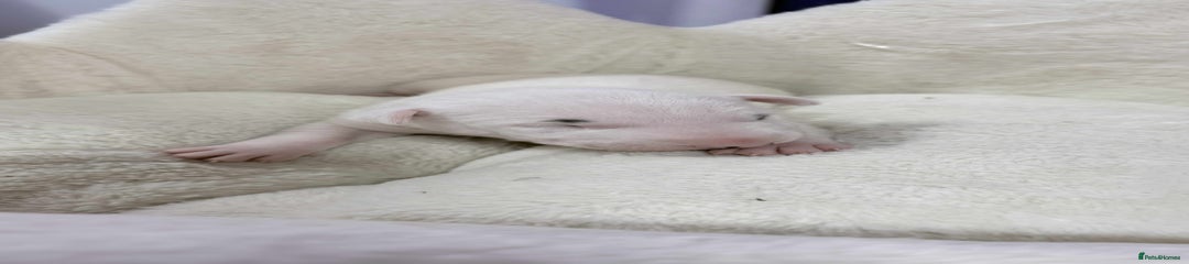 English Bull Terrier Puppy 1