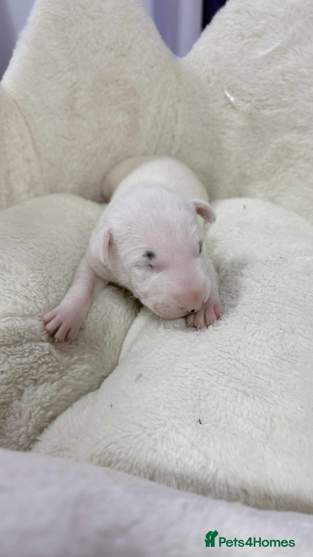 English Bull Terrier dogs for sale: Gorgeous English BullTerrier - Image 3